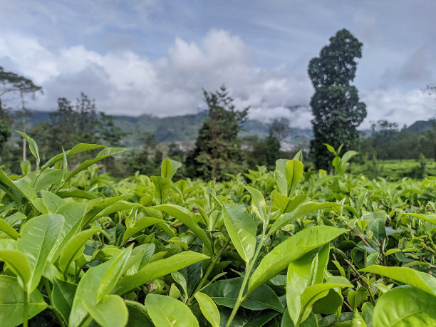 干旱地貌茶园