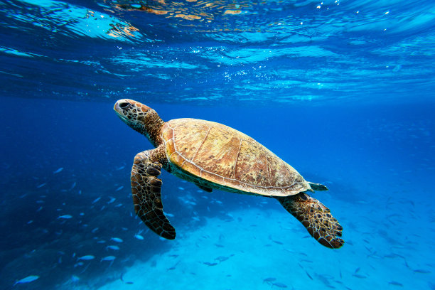 turtle