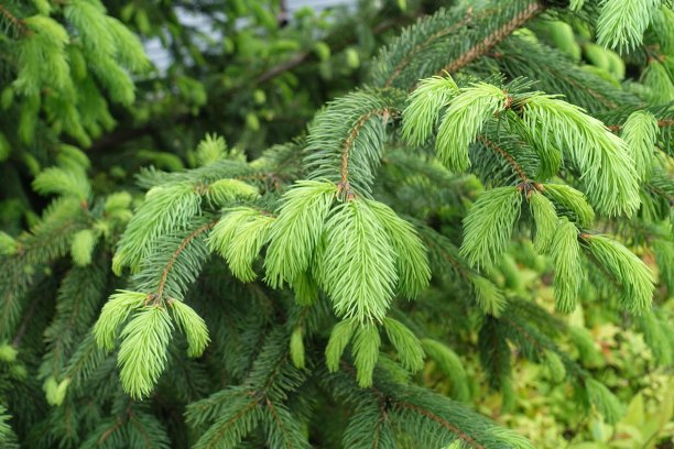 spruce