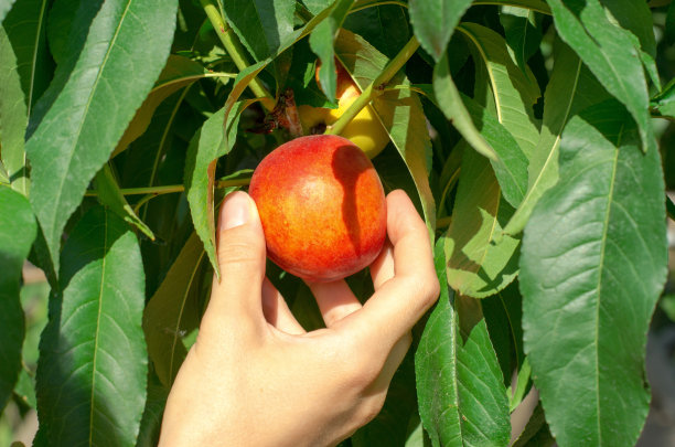 nectarines
