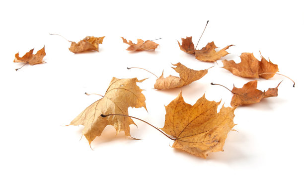 fall
