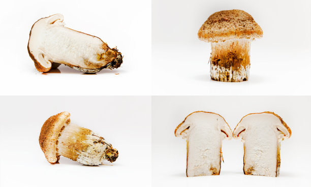 cortinarius