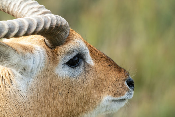 antelope