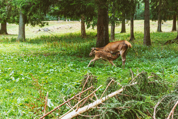 doe