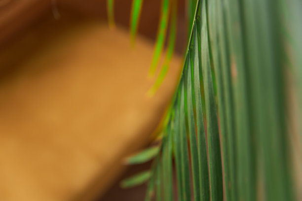 芭蕉叶沙发背景