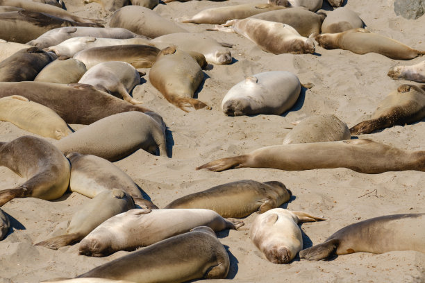 colony