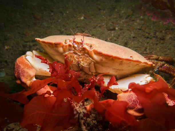 crustacean