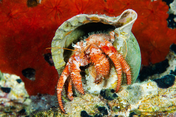 crustacean