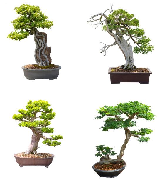 bonsai