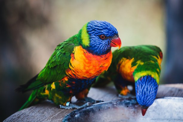 lorikeets