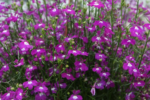 lobelia