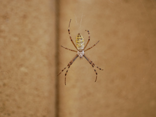 argiope