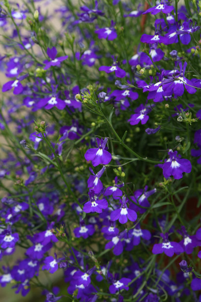 lobelia