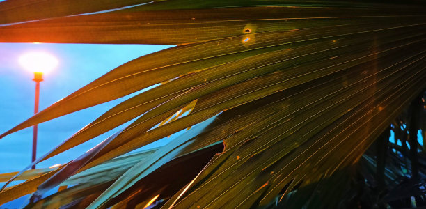 芭蕉叶沙发背景