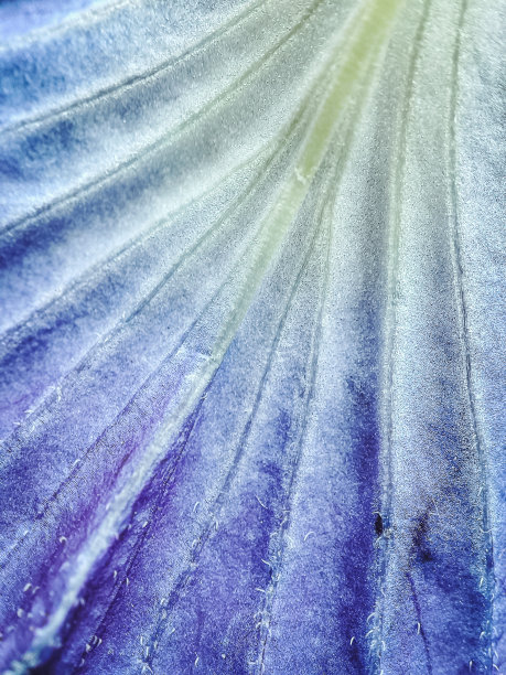 dye