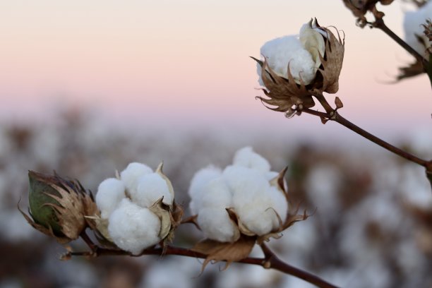 cotton