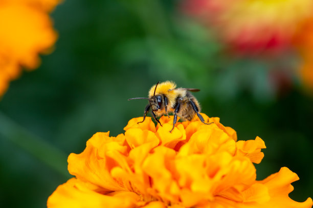 橙红色花朵条纹背景图案