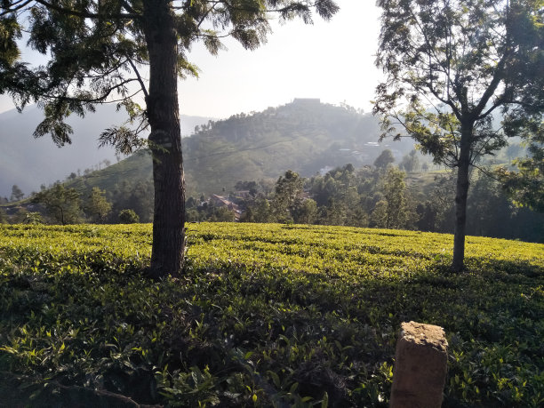 simla