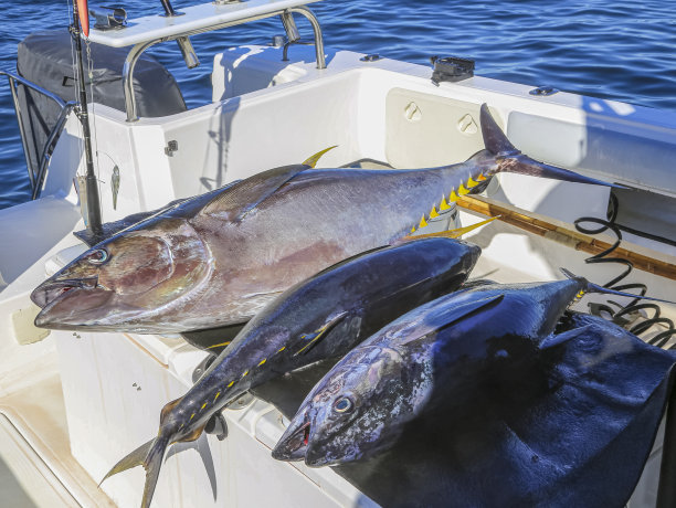 tuna