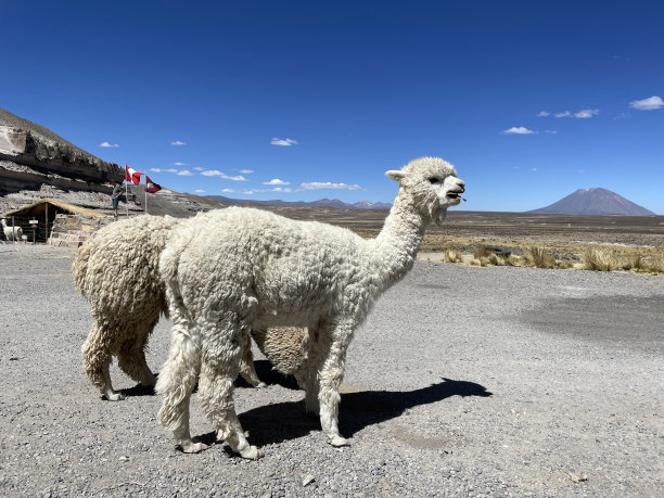 llama