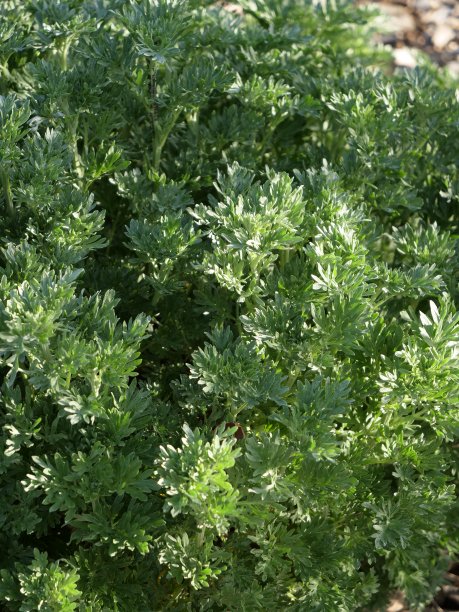 wormwood