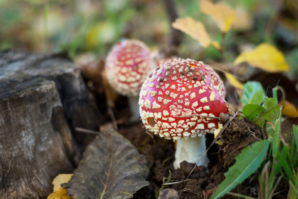 poison