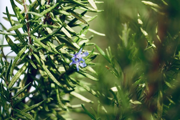 rosemary
