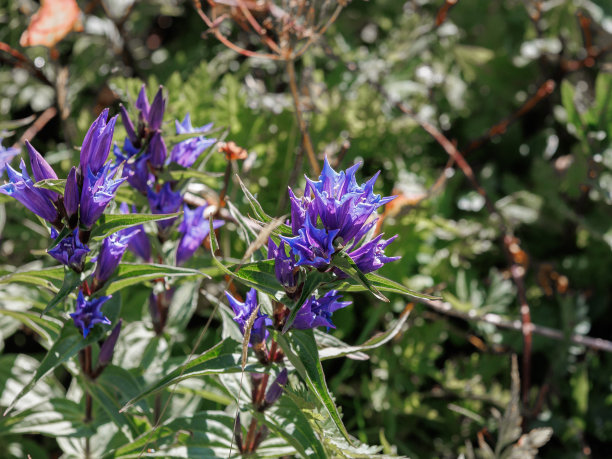 gentian