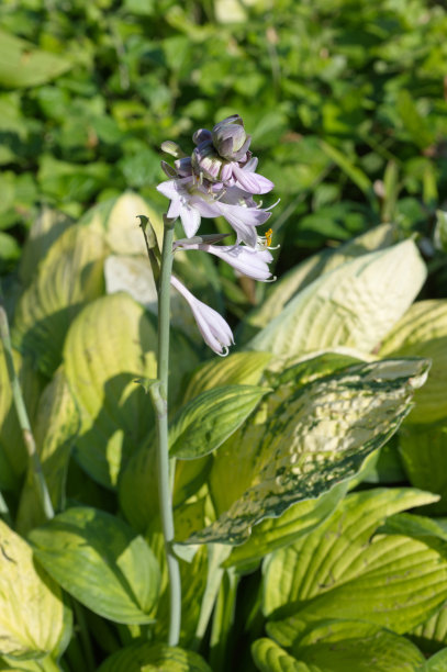 hosta