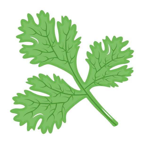 cilantro