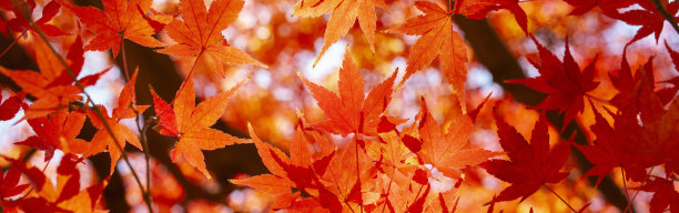十一月,十月,落叶树