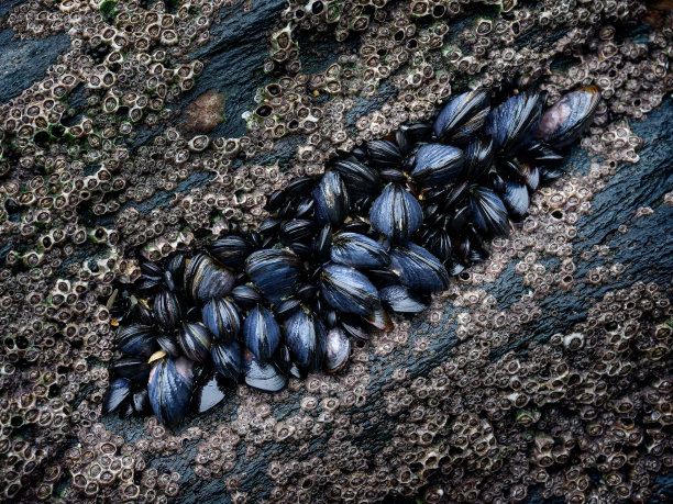 mussels
