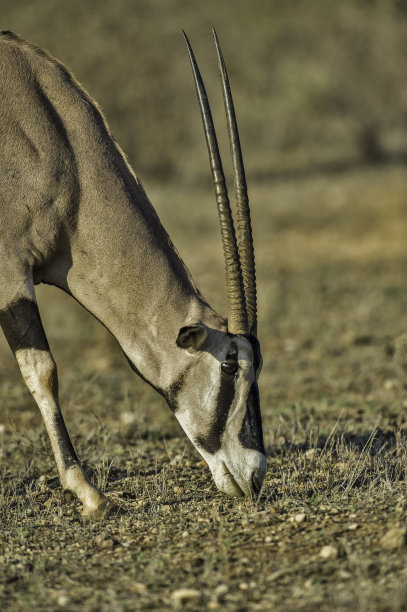gemsbok