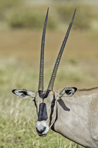 gemsbok