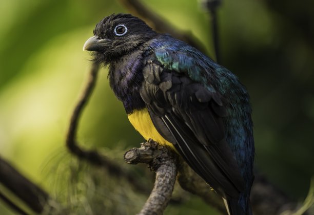 ornithology