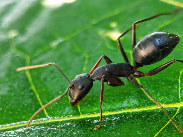 arthropod