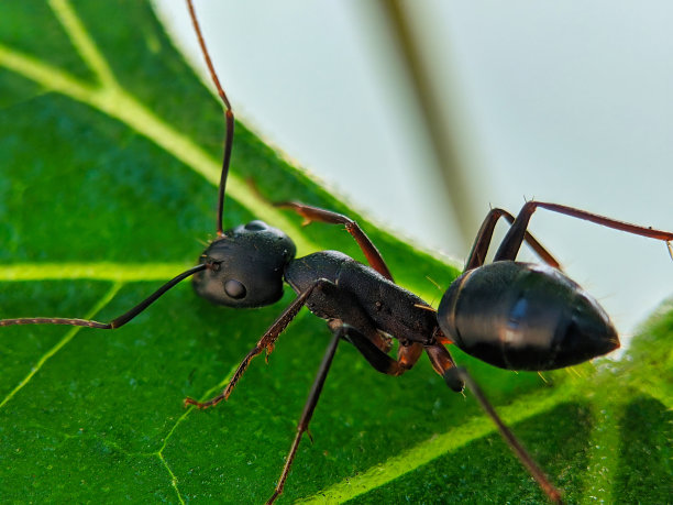 arthropod