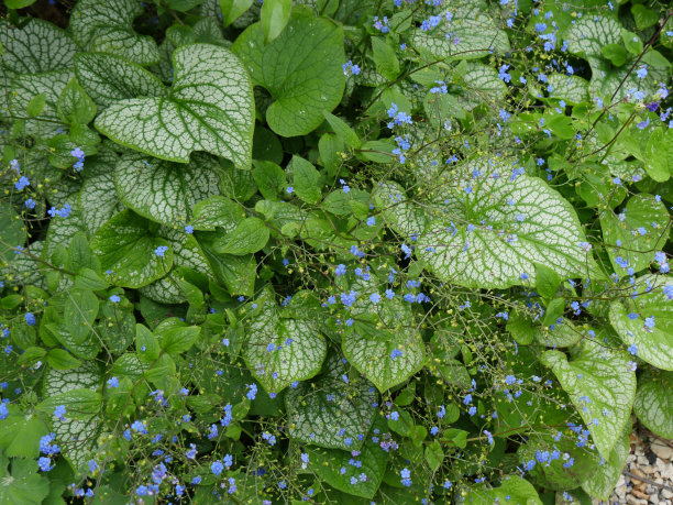 brunnera