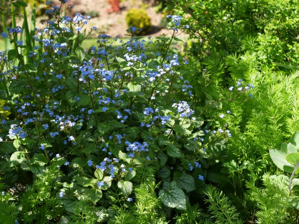 brunnera