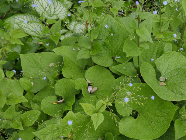 brunnera
