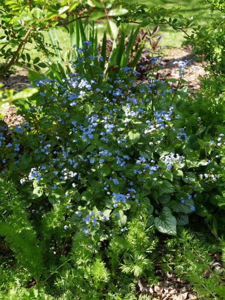 brunnera