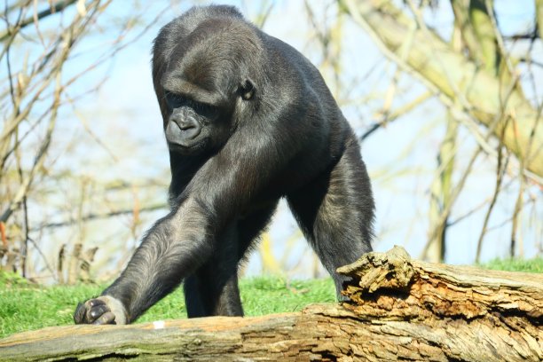 ape