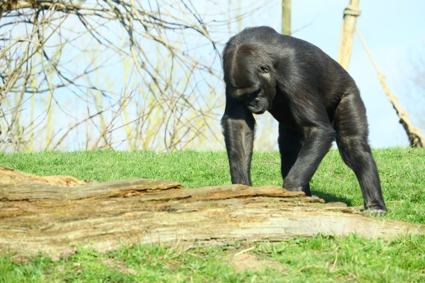 ape