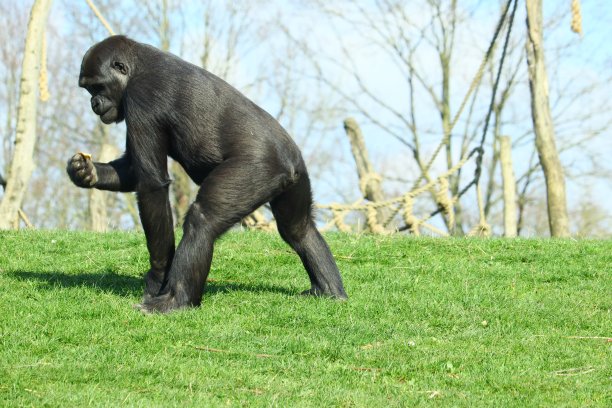 ape