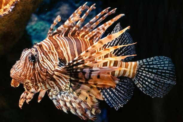 lionfish