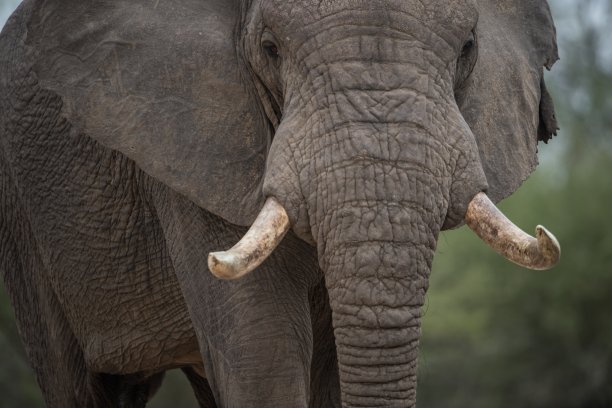 pachyderm