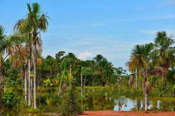 户外蓝天白云草地树林图片