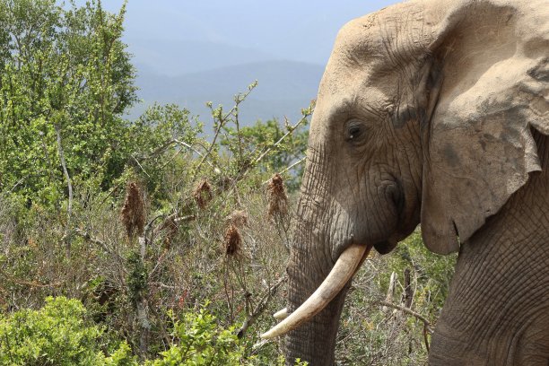 ivory