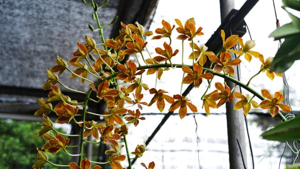 cymbidium