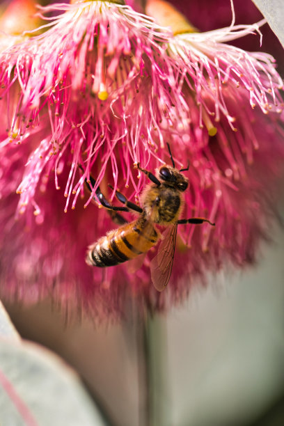 pollination